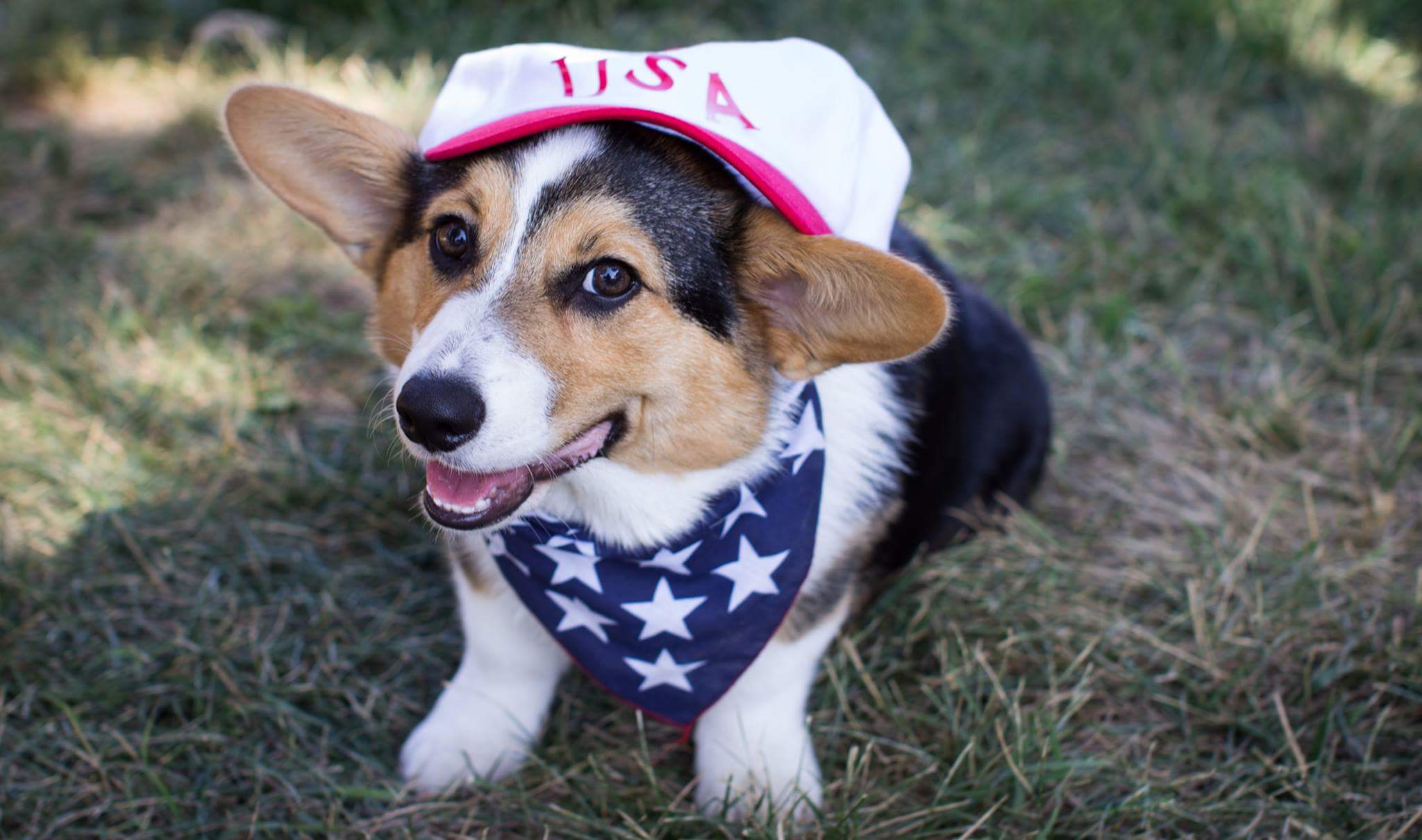 Have a Lovely Labor Day! - The Daily Corgi