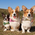 Time To Get Your Cardigan Welsh #Corgi On!