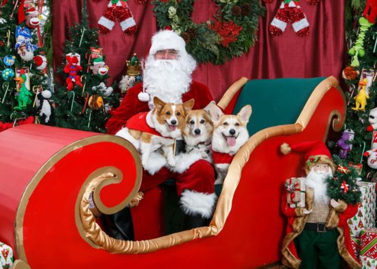 Corgi in christmas sweater hotsell