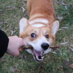 Corgis Are Dogs of Action!