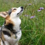 (Almost) Wordless Wednesday: 8 Corgis At One With The Flowers
