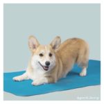 Corgi Yoga: The Downward Dog
