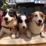Facebook Friday: Meeting The Dogs of The Daily Corgi!