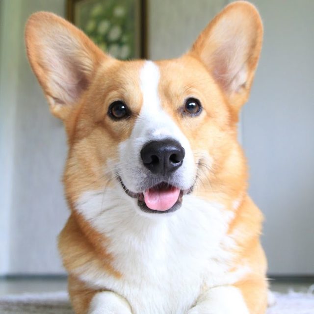 Facebook Friday: Meeting The Dogs of The Daily Corgi! - The Daily Corgi