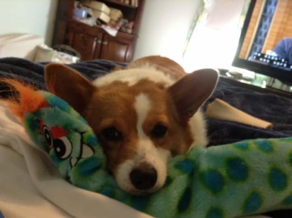 MINE! 52 Corgis and Their Favorite Toys - The Daily Corgi