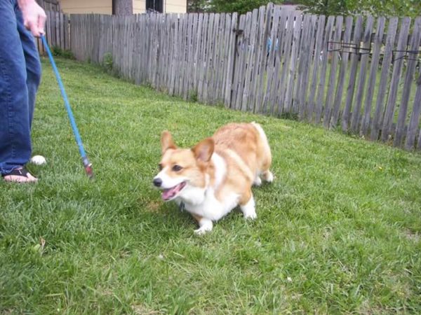 MINE! 52 Corgis and Their Favorite Toys - The Daily Corgi