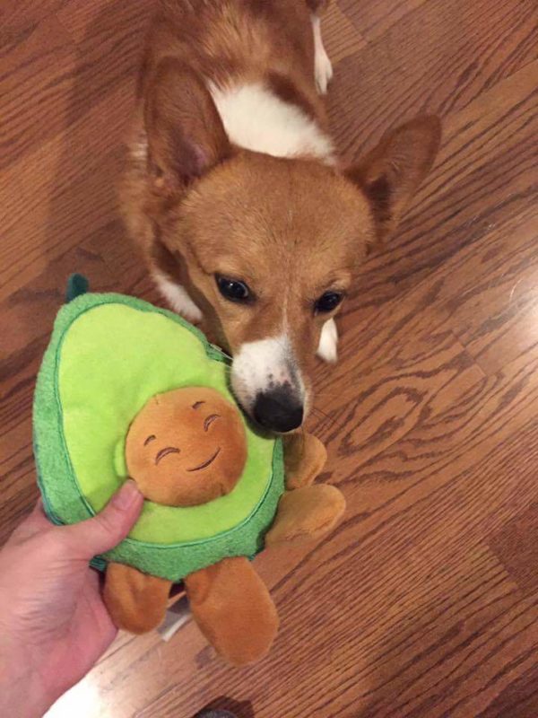 MINE! 52 Corgis and Their Favorite Toys - The Daily Corgi