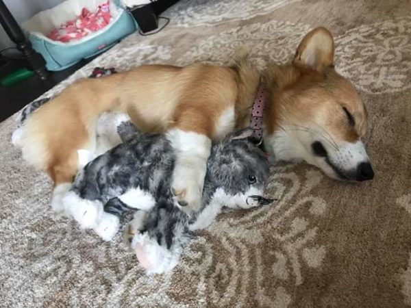 CORGI PUPPY LOVES TOYS SHAPED Like His BODY - favorite dog toys 