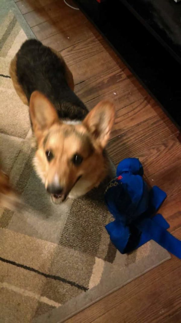 MINE! 52 Corgis and Their Favorite Toys - The Daily Corgi