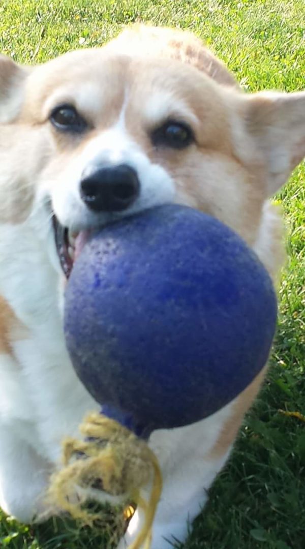 MINE! 52 Corgis and Their Favorite Toys - The Daily Corgi