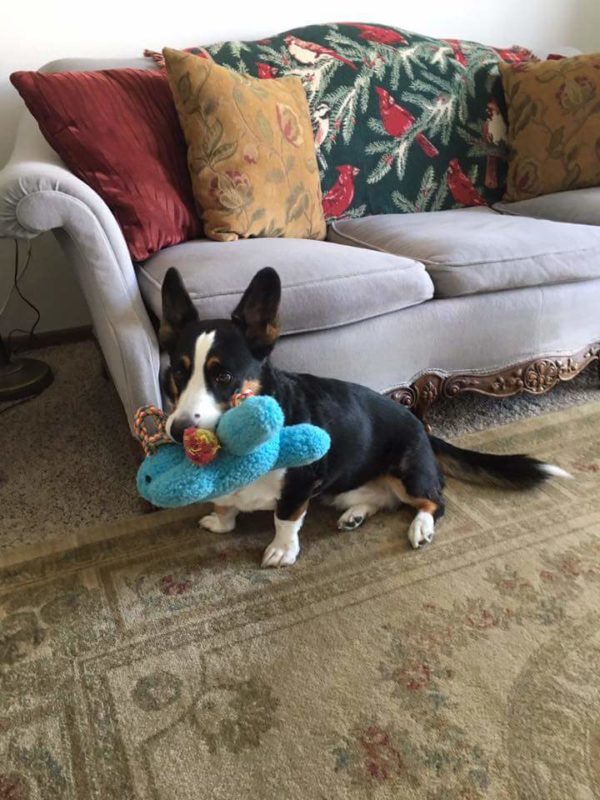 MINE! 52 Corgis and Their Favorite Toys - The Daily Corgi