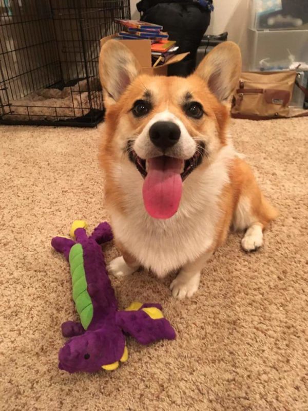 MINE! 52 Corgis and Their Favorite Toys - The Daily Corgi