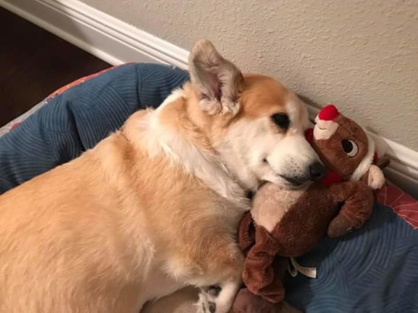 MINE! 52 Corgis and Their Favorite Toys - The Daily Corgi