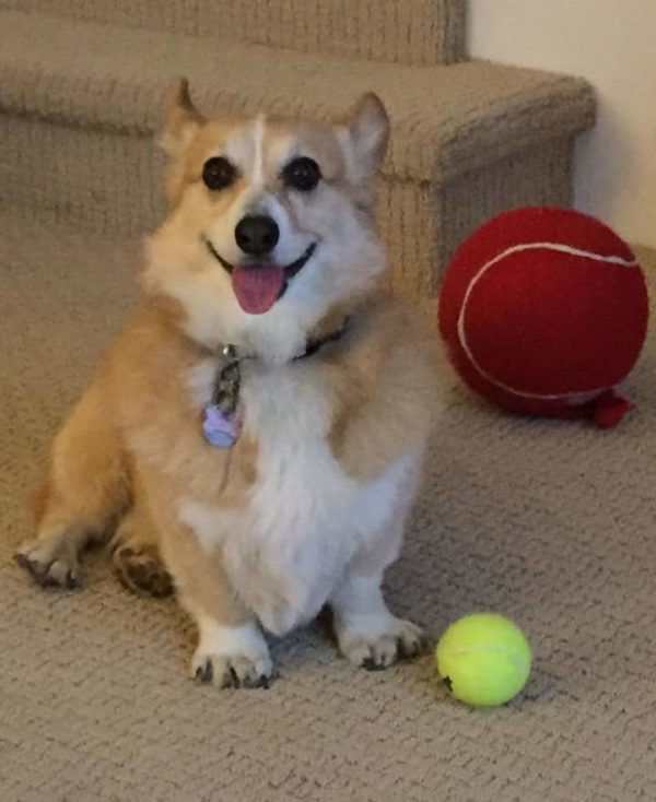 MINE! 52 Corgis and Their Favorite Toys - The Daily Corgi