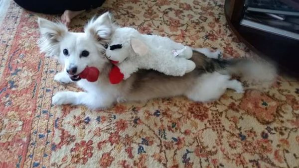 MINE! 52 Corgis and Their Favorite Toys - The Daily Corgi