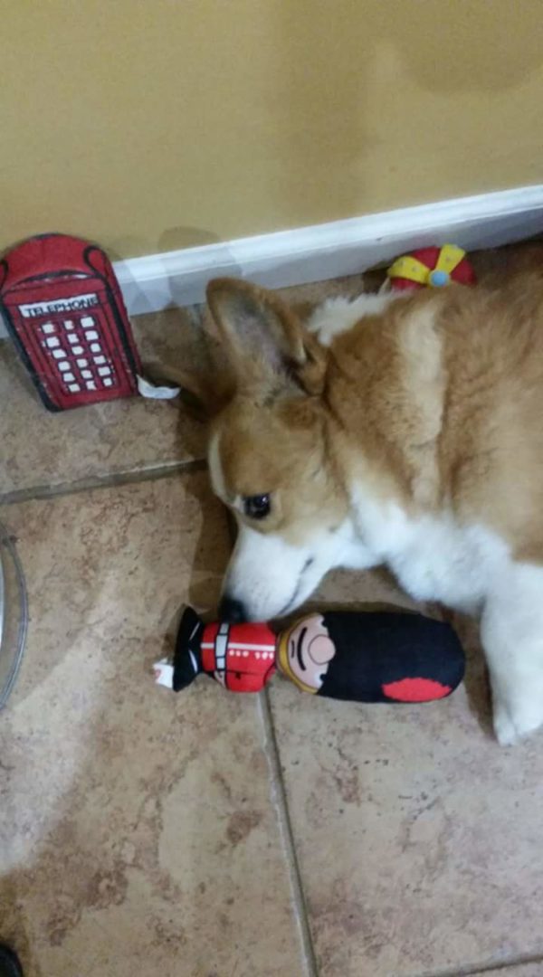 MINE! 52 Corgis and Their Favorite Toys - The Daily Corgi