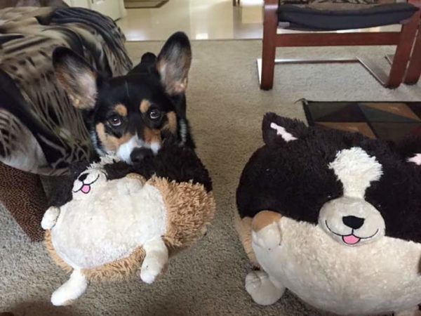 MINE! 52 Corgis and Their Favorite Toys - The Daily Corgi