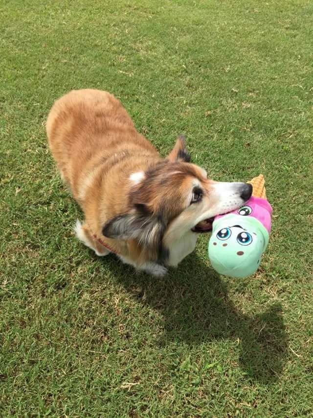 CORGI PUPPY LOVES TOYS SHAPED Like His BODY - favorite dog toys 