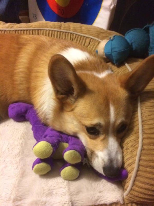 MINE! 52 Corgis and Their Favorite Toys - The Daily Corgi