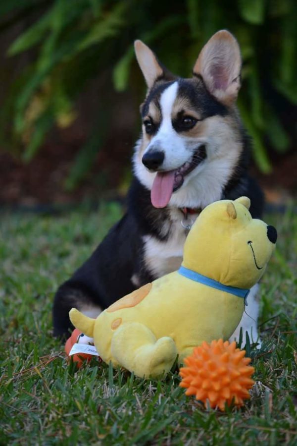 MINE! 52 Corgis and Their Favorite Toys - The Daily Corgi