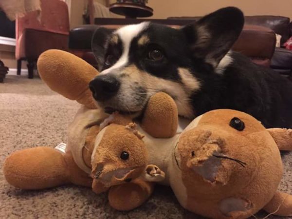 MINE! 52 Corgis and Their Favorite Toys - The Daily Corgi