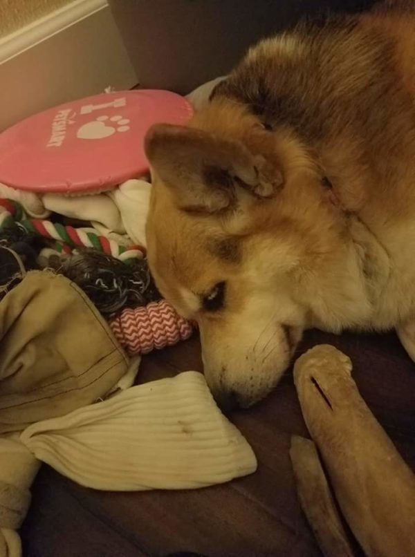 MINE! 52 Corgis and Their Favorite Toys - The Daily Corgi