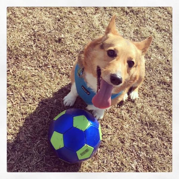 MINE! 52 Corgis and Their Favorite Toys - The Daily Corgi