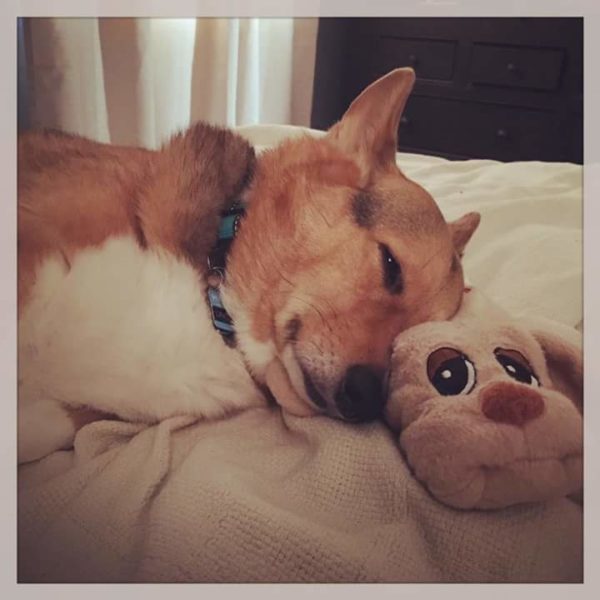 MINE! 52 Corgis and Their Favorite Toys - The Daily Corgi