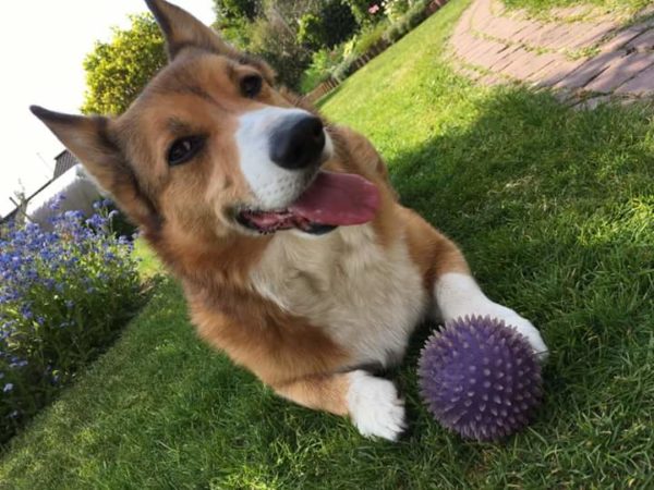 CORGI PUPPY LOVES TOYS SHAPED Like His BODY - favorite dog toys 