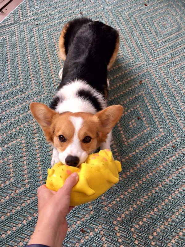 MINE! 52 Corgis and Their Favorite Toys - The Daily Corgi