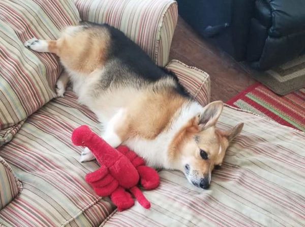 MINE! 52 Corgis and Their Favorite Toys - The Daily Corgi