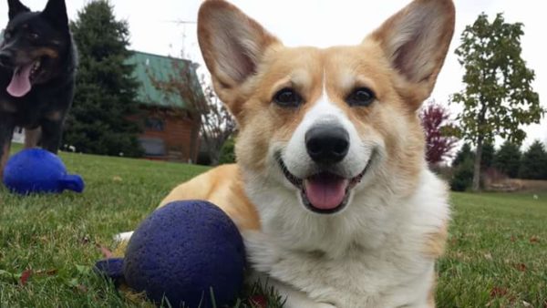 MINE! 52 Corgis and Their Favorite Toys - The Daily Corgi