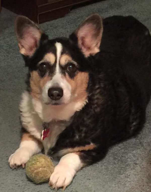 MINE! 52 Corgis and Their Favorite Toys - The Daily Corgi