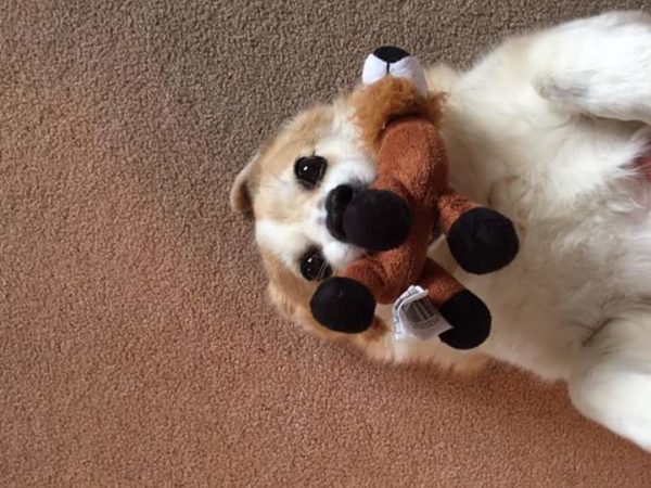 MINE! 52 Corgis and Their Favorite Toys - The Daily Corgi