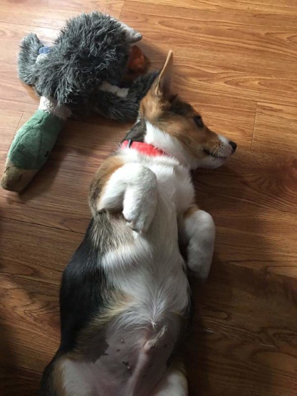 MINE! 52 Corgis and Their Favorite Toys - The Daily Corgi