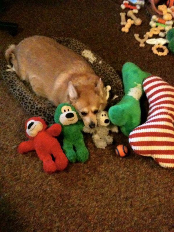 MINE! 52 Corgis and Their Favorite Toys - The Daily Corgi