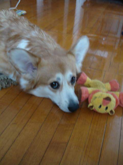 MINE! 52 Corgis and Their Favorite Toys - The Daily Corgi