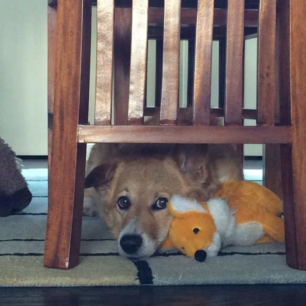 MINE! 52 Corgis and Their Favorite Toys - The Daily Corgi