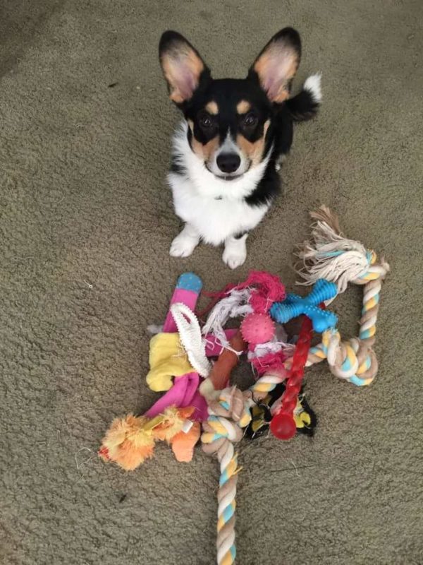 The 12 Best Toys for Corgis to Get Your Little Loaf – Furtropolis