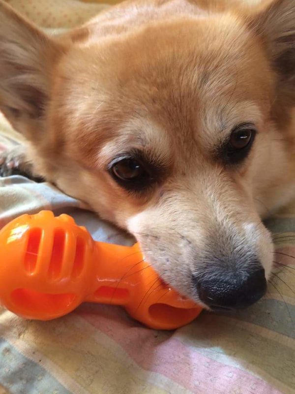 MINE! 52 Corgis and Their Favorite Toys - The Daily Corgi