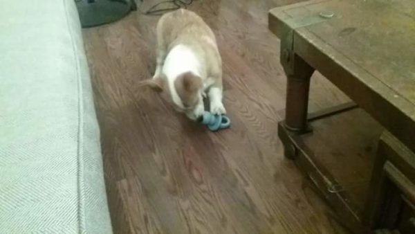 MINE! 52 Corgis and Their Favorite Toys - The Daily Corgi