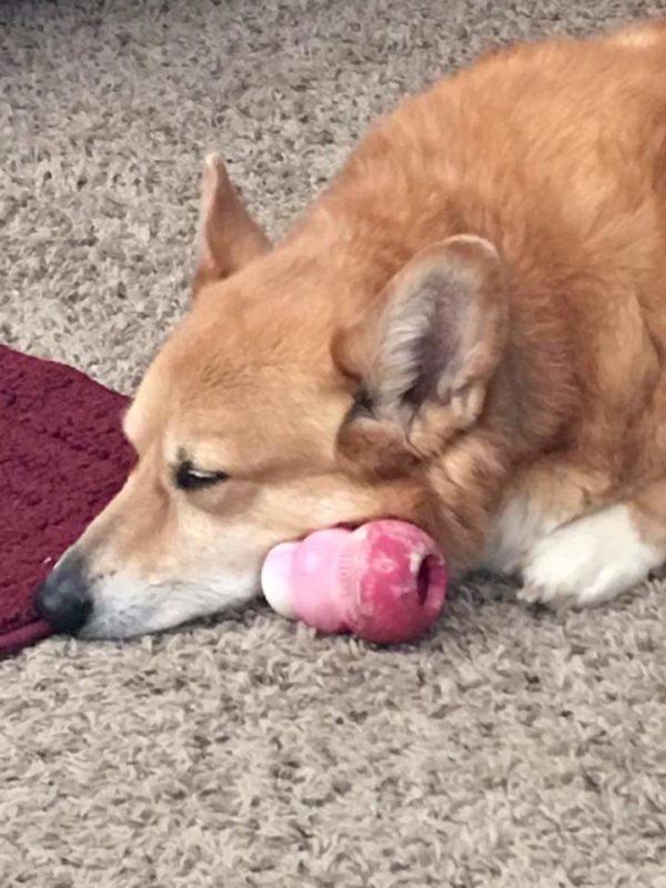 MINE! 52 Corgis and Their Favorite Toys - The Daily Corgi