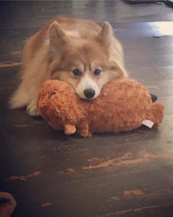 MINE! 52 Corgis and Their Favorite Toys - The Daily Corgi