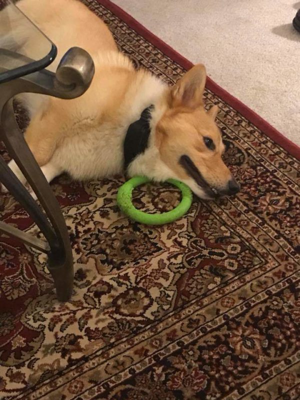 MINE! 52 Corgis and Their Favorite Toys - The Daily Corgi