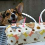 It’s My Party And I’ll Corg If Want To!