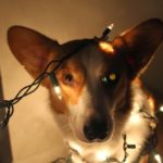 (Nearly) Wordless Wednesday: Let There Be Lights (and Disapproving Corgis!)