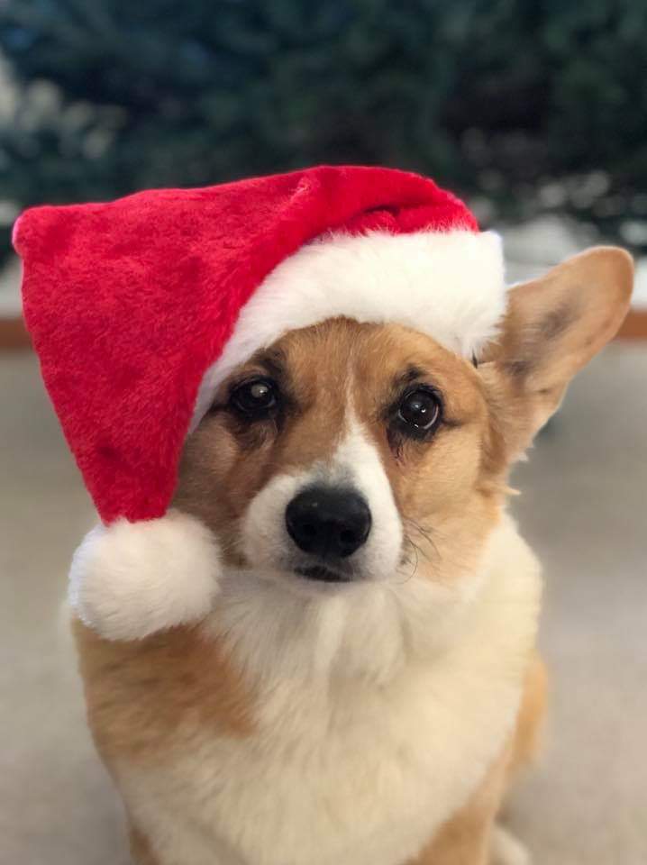 Day 2 of Twelve Big Beautiful Days of Christmas Corgis! - The Daily Corgi