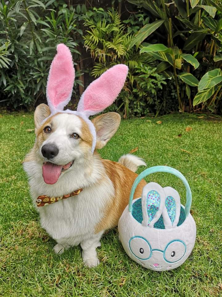 corgi easter pillow