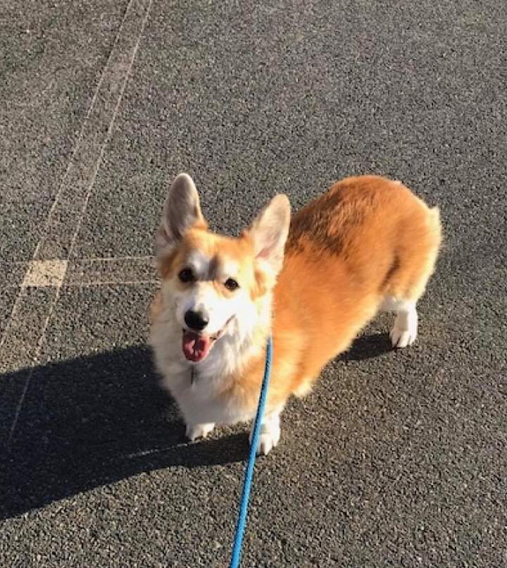 Senior corgi hot sale