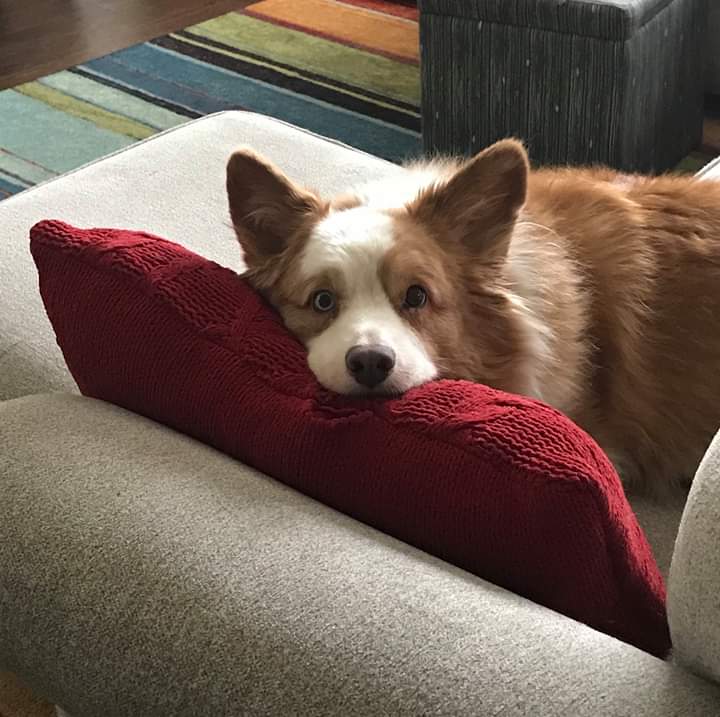 Senior corgi hot sale